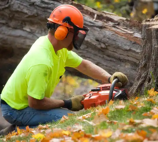 tree services Locust